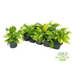 Philodendron SCANDENS BRASIL