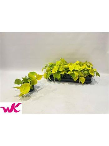 Philodendron SCAN LEMON LIME