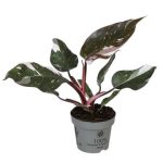 Philodendron RED WONDER