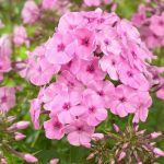 Phlox amplifolia 'Minnehaha' (Nagylevelű lángvirág)