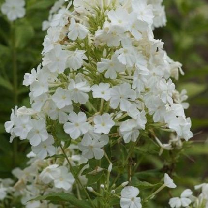 Phlox amplifolia 'White Clouds' (Nagylevelű lángvirág)