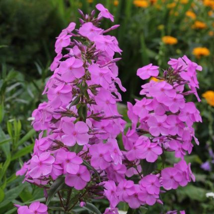 Phlox amplifolia 'Winnetou' (Nagylevelű lángvirág)