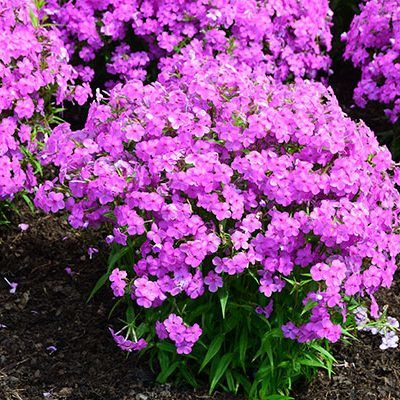 Phlox glaberrima 'Forever Pink' (Lángvirág)