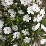 Phlox douglasii 'Iceberg' (Törpe lángvirág)