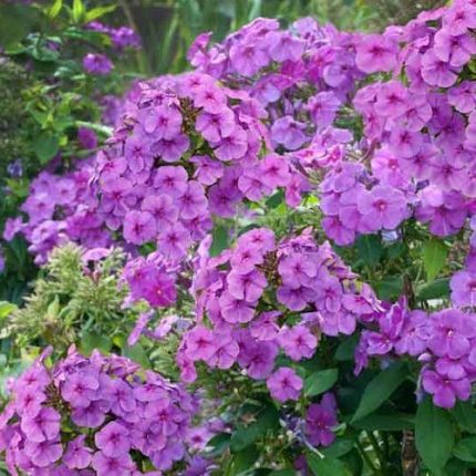 Phlox maculata 'Alpha' (Réti lángvirág)