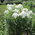 Phlox paniculata 'David' (Bugás lángvirág)