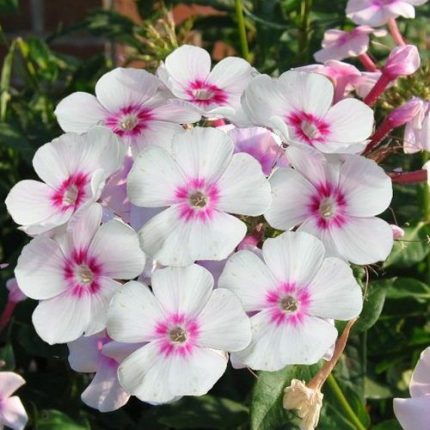 Phlox paniculata 'Graf Zeppelin' (Bugás lángvirág)