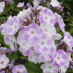 Phlox paniculata 'Katherine' (Bugás lángvirág)