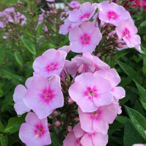 Phlox paniculata 'Sweet SummerTM Fragrance' (Bugás lángvirág)