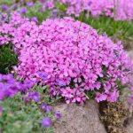 Phlox subulata 'Alexander's Surprise' (Árlevelű lángvirág)