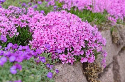 Phlox subulata 'Alexander's Surprise' (Árlevelű lángvirág)