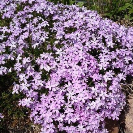 Phlox subulata 'Early Spring Lavander' (Árlevelű lángvirág)
