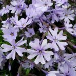 Phlox subulata 'Early Spring Purple' (Árlevelű lángvirág)