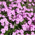 Phlox subulata 'Janusz' (Árlevelű lángvirág)