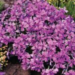 Phlox subulata 'Samson' (Árlevelű lángvirág)