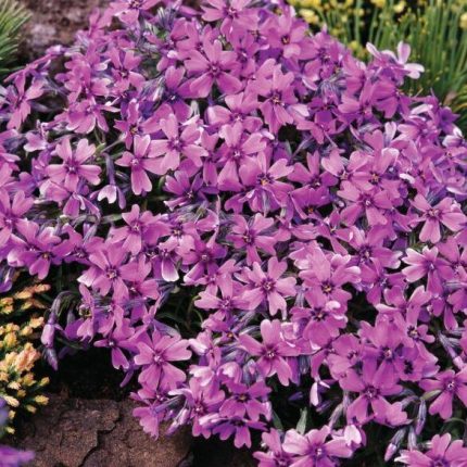 Phlox subulata 'Samson' (Árlevelű lángvirág)
