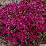 Phlox subulata 'Scarlet Flame' (Árlevelű lángvirág)