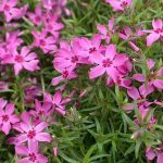 Phlox subulata 'Temiskaming' (Árlevelű lángvirág)
