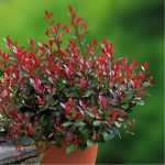Photinia × fraseri 'Red Robin' - Korallberkenye