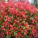 Photinia × fraseri 'Camilvy' - Korallberkenye