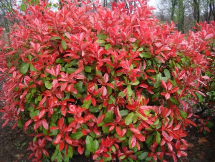 Photinia × fraseri 'Camilvy' - Korallberkenye