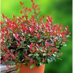 Photinia x fraseri 'Little Red Robin' -