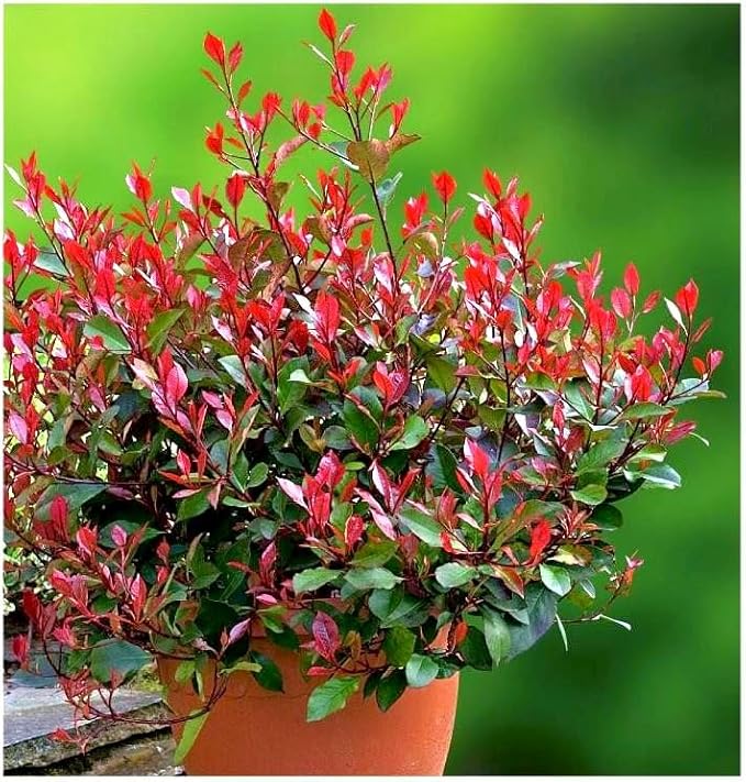 Photinia_x_fraseri_Little_Red_Robin_-_ Photinia x fraseri 'Little Red Robin' -