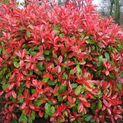 Photinia × fraseri 'Red Fence' -
