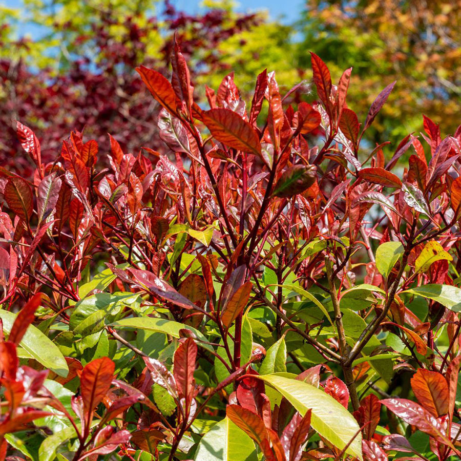 Photinia_x_fraseri_Red_Select_-_ Photinia x fraseri 'Red Select' -
