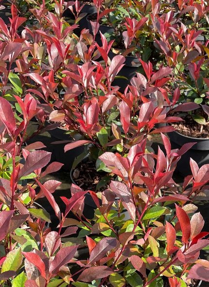 Photinia x fraseri 'Robusta Compacta' - Korallberkenye