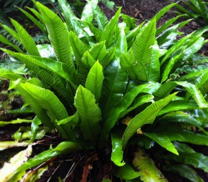 Phyllitis scolopendrium