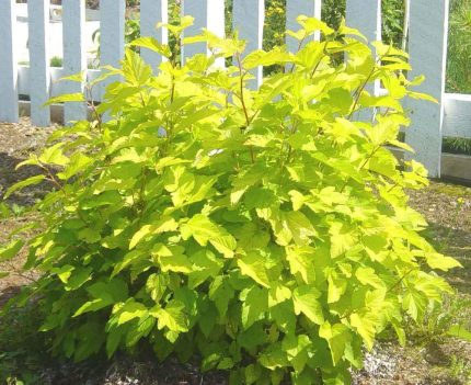 Physocarpus opulifolius 'Dart's Gold' - Sárga levelű hólyagvessző