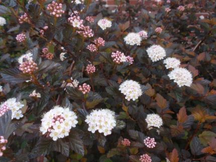 Physocarpus opulifolius 'Diabolo' ® - Bordó levelű hólyagvessző