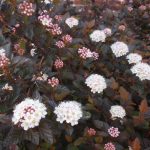 Physocarpus opulifolius 'Diabolo' ® - Bordó levelű hólyagvessző