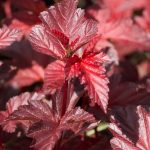 Physocarpus opulifolius 'Lady in Red'® - Lilás-bordó levelű törpe hólyagvessző