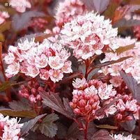 Physocarpus opulifolius 'Little Jocker' -