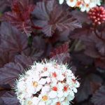 Physocarpus opulifolius 'Schuch' - Lilás-bordó levelű hólyagvessző