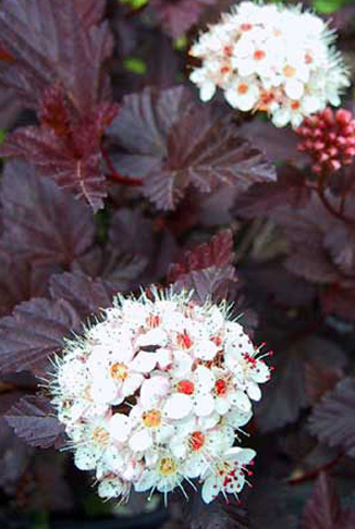 Physocarpus opulifolius 'Schuch' - Lilás-bordó levelű hólyagvessző