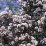 Physocarpus opulifolius 'Zdechovice' - Vörös levelű hólyagvessző