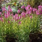 Physostegia virginiana 'Pink Manners' (Virginiai füzérajak)