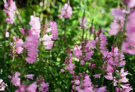 Physostegia virginiana 'Rosea' (Virginiai füzérajak)