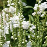 Physostegia virginiana 'Summer Snow' (Virginiai füzérajak)