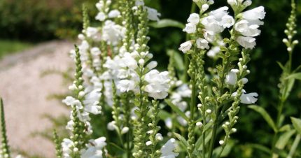 Physostegia virginiana 'Summer Snow' (Virginiai füzérajak)