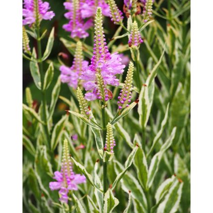 Physostegia virginiana 'Variegata' (Virginiai füzérajak) /tarka lomb/