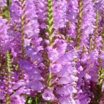 Physostegia virginiana 'Vivid' (Virginiai füzérajak)