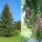 Picea abies - Közönséges lucfenyő