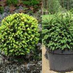 Picea abies 'Barryi' - Törpe gömb lucfenyő