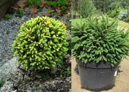 Picea abies 'Barryi' - Törpe gömb lucfenyő