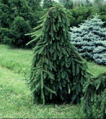 Picea abies 'Inversa Pendula' -