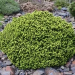 Picea abies 'Little Gem' - Törpe gömb lucfenyő